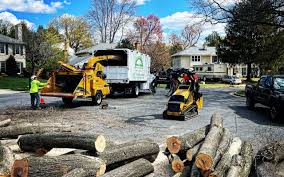 Professional Tree Services in Chatfield, MN