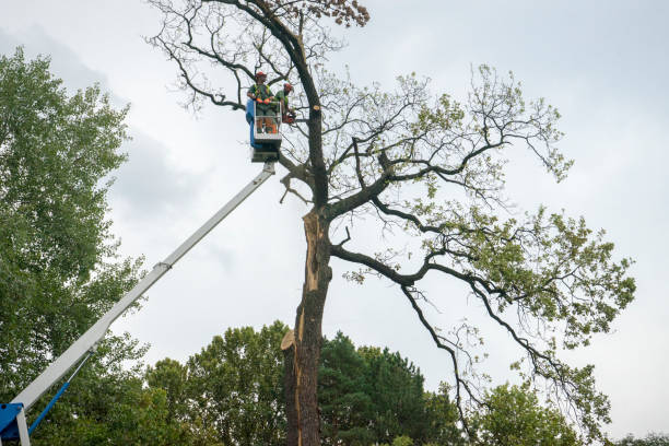 Tree and Shrub Care in Chatfield, MN